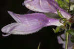 Longsepal beardtongue